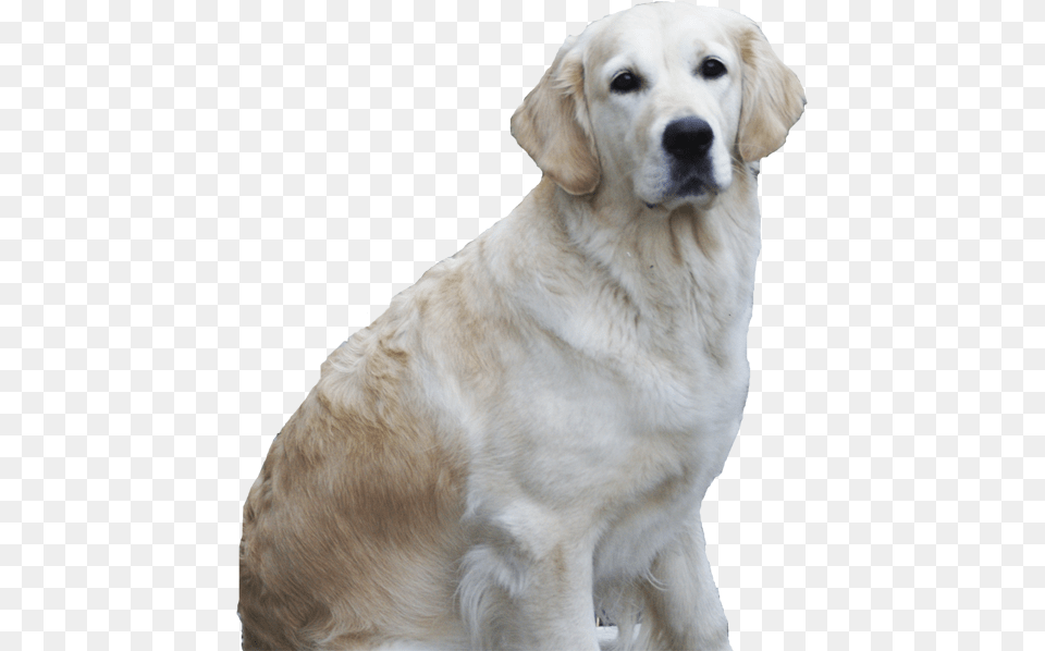 Golden Retriever Labrador Retriever, Animal, Canine, Dog, Golden Retriever Free Png
