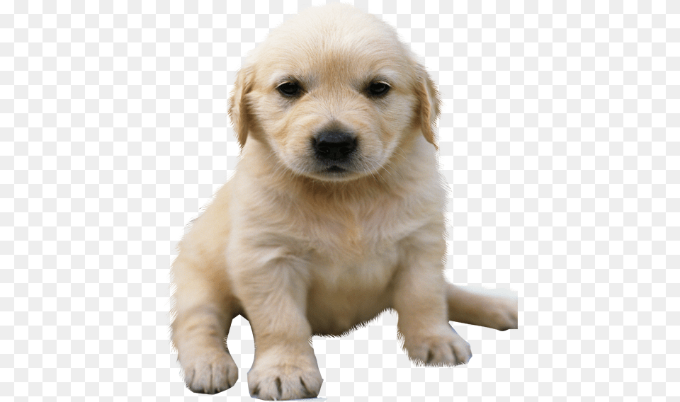Golden Retriever No Background Golden Retriever Puppy, Animal, Canine, Dog, Mammal Free Png Download