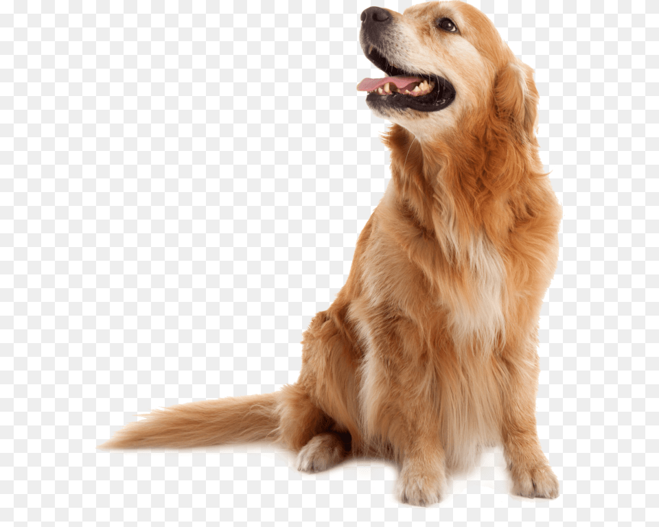 Golden Retriever Old, Animal, Canine, Dog, Golden Retriever Png Image