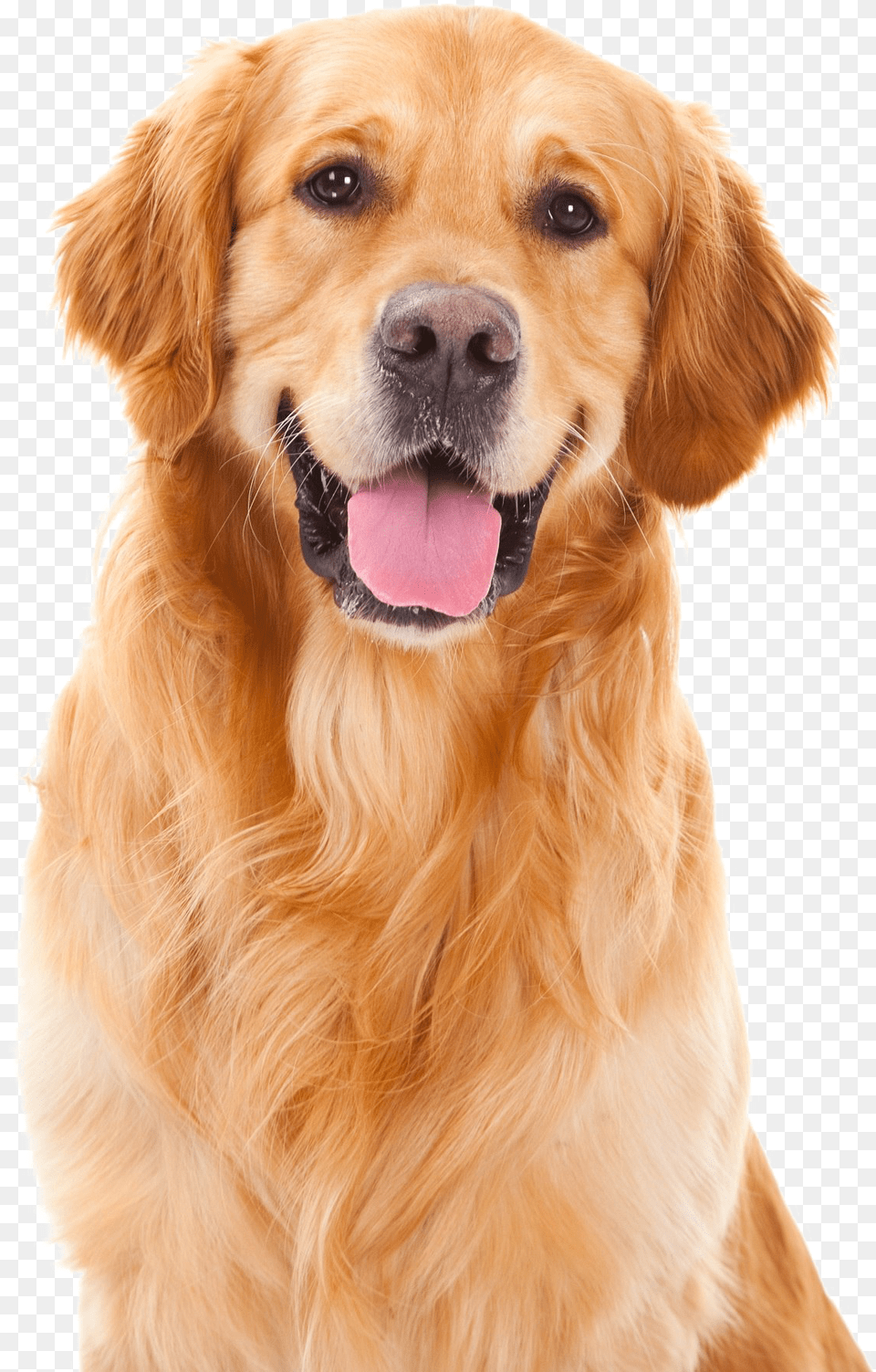 Golden Retriever Pic, Animal, Canine, Dog, Golden Retriever Free Png