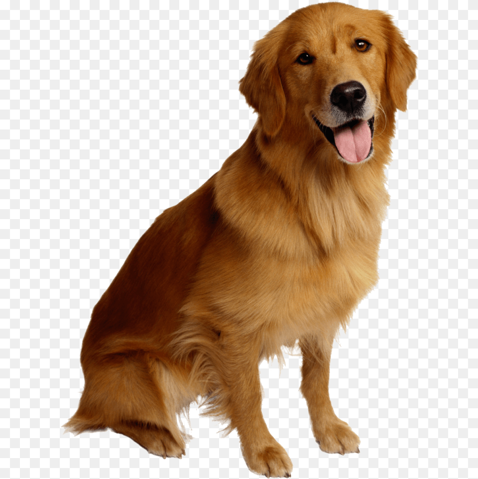Golden Retriever Puppies Dog, Animal, Canine, Golden Retriever, Mammal Png Image