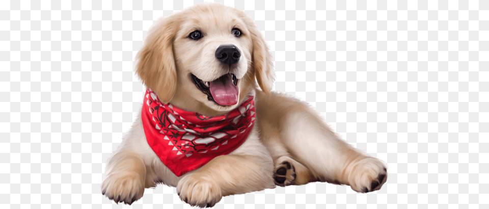 Golden Retriever Puppy, Accessories, Animal, Canine, Dog Png Image