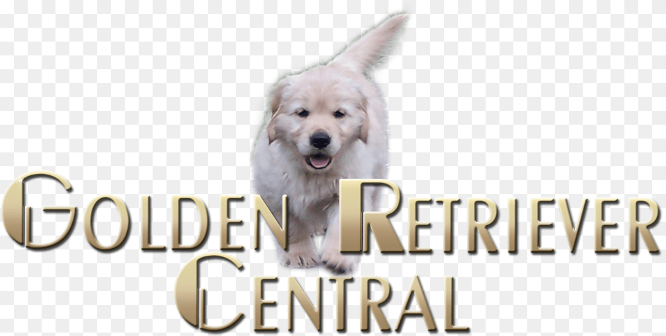 Golden Retriever Puppy, Animal, Canine, Dog, Mammal Free Png