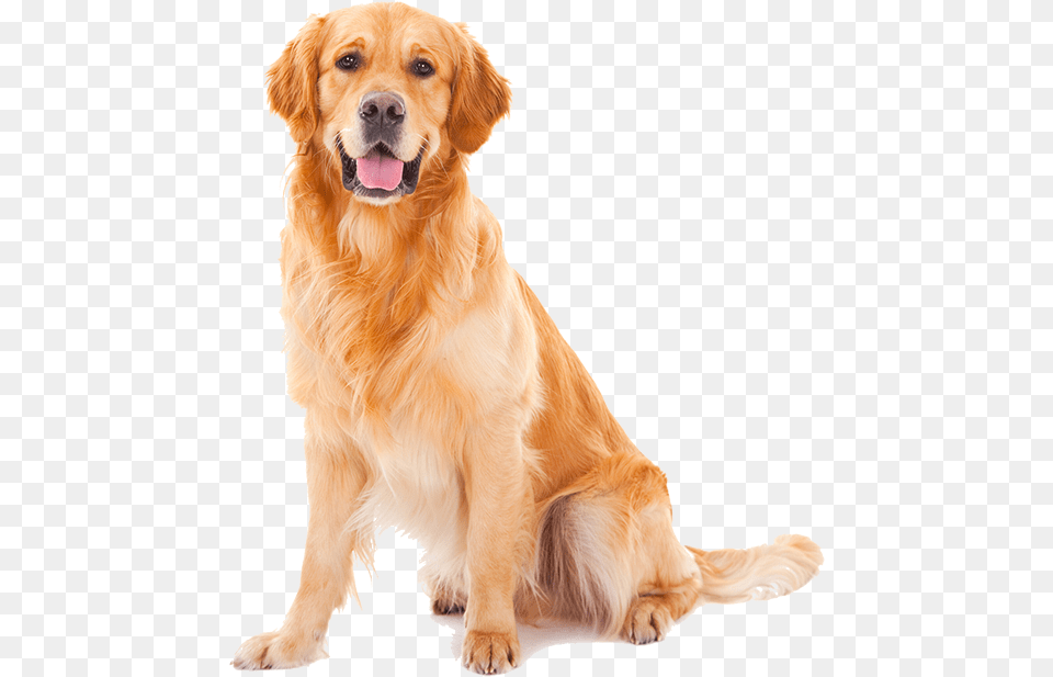 Golden Retriever Puppy, Animal, Canine, Dog, Golden Retriever Png Image