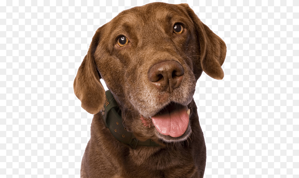 Golden Retriever Puppy, Animal, Canine, Dog, Labrador Retriever Free Transparent Png