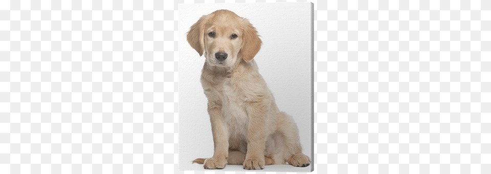 Golden Retriever Puppy 2 Months Old Sitting Canvas Golden Retriever Vs Labrador Puppy, Animal, Canine, Dog, Golden Retriever Free Png Download