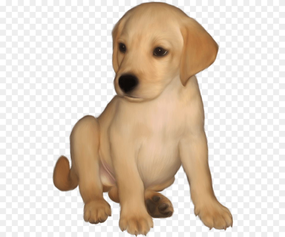 Golden Retriever Puppy, Animal, Canine, Dog, Mammal Free Transparent Png