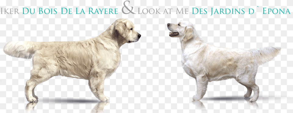 Golden Retriever Puppy, Animal, Canine, Dog, Golden Retriever Free Png