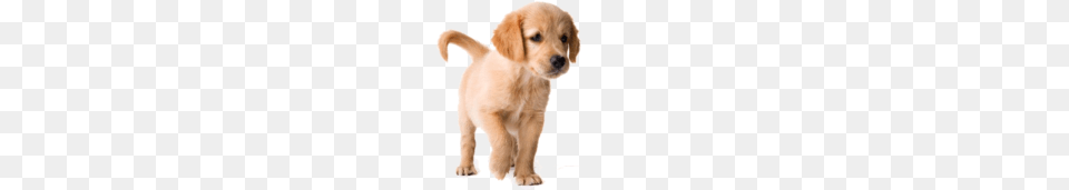Golden Retriever Puppy, Animal, Canine, Dog, Golden Retriever Free Png Download
