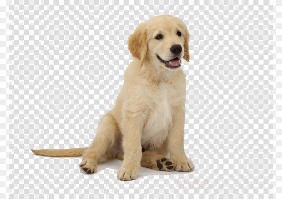 Golden Retriever Puppy, Animal, Canine, Dog, Golden Retriever Free Png