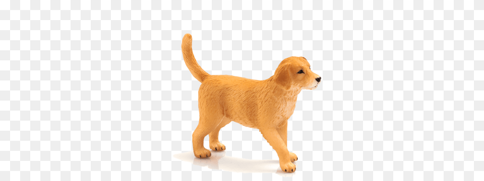 Golden Retriever Puppy, Animal, Canine, Dog, Golden Retriever Free Transparent Png