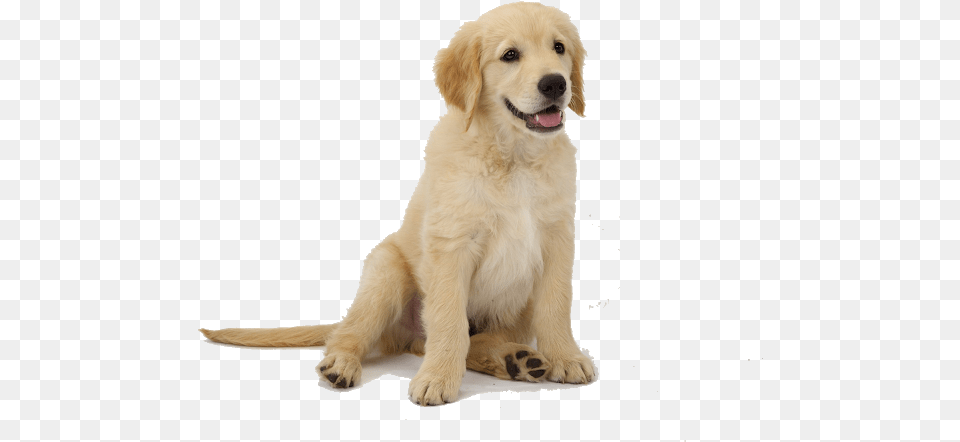 Golden Retriever Puppy, Animal, Canine, Dog, Golden Retriever Free Transparent Png