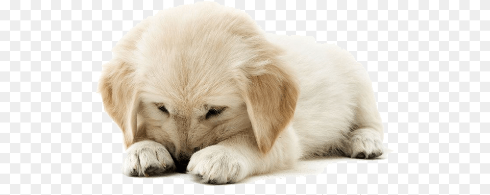 Golden Retriever Puppy, Animal, Canine, Dog, Mammal Free Png Download