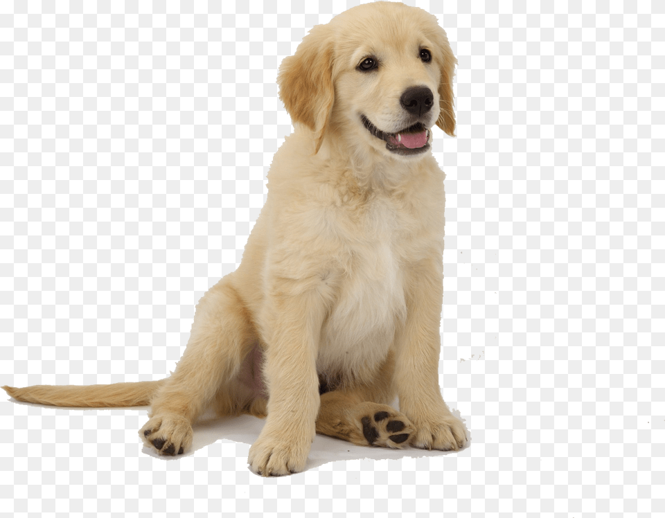 Golden Retriever Puppy Clip Art, Animal, Canine, Dog, Golden Retriever Png Image