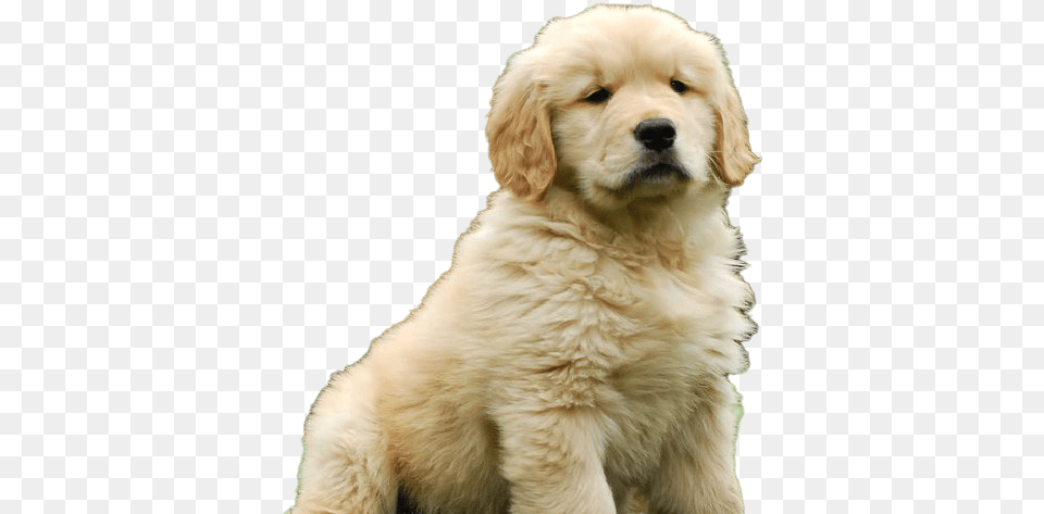 Golden Retriever Puppy Download Golden Retriever Puppy, Animal, Canine, Dog, Golden Retriever Free Transparent Png