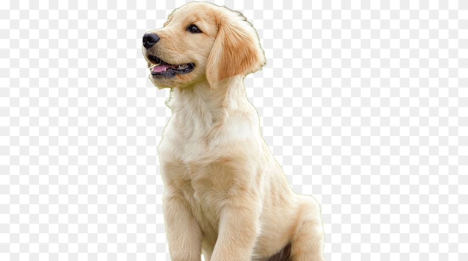 Golden Retriever Puppy Image Golden Retriever, Animal, Canine, Dog, Golden Retriever Free Png Download