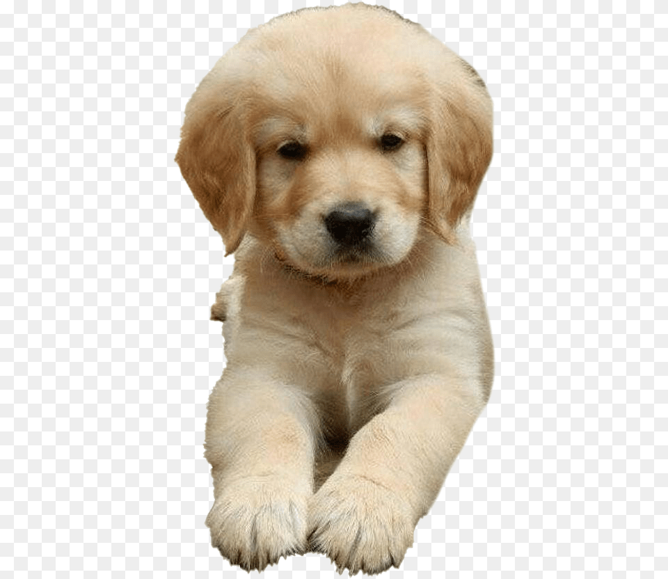 Golden Retriever Puppy Golden Retriever Puppy Angry, Animal, Canine, Dog, Mammal Free Png Download