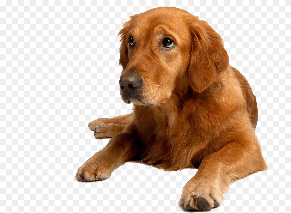 Golden Retriever Puppy Labrador, Animal, Canine, Dog, Golden Retriever Png Image