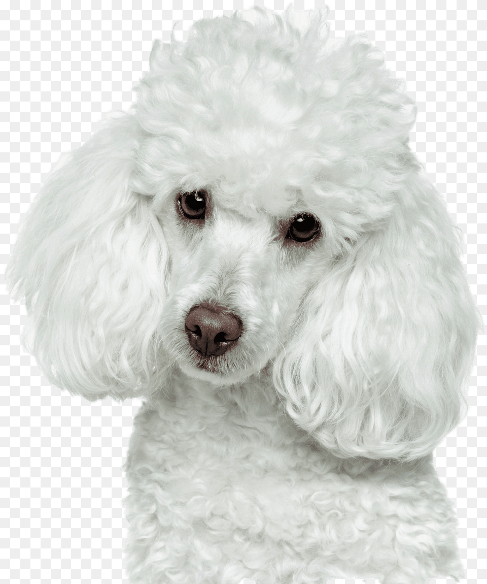 Golden Retriever Puppy Poodle, Animal, Canine, Dog, Mammal Free Transparent Png