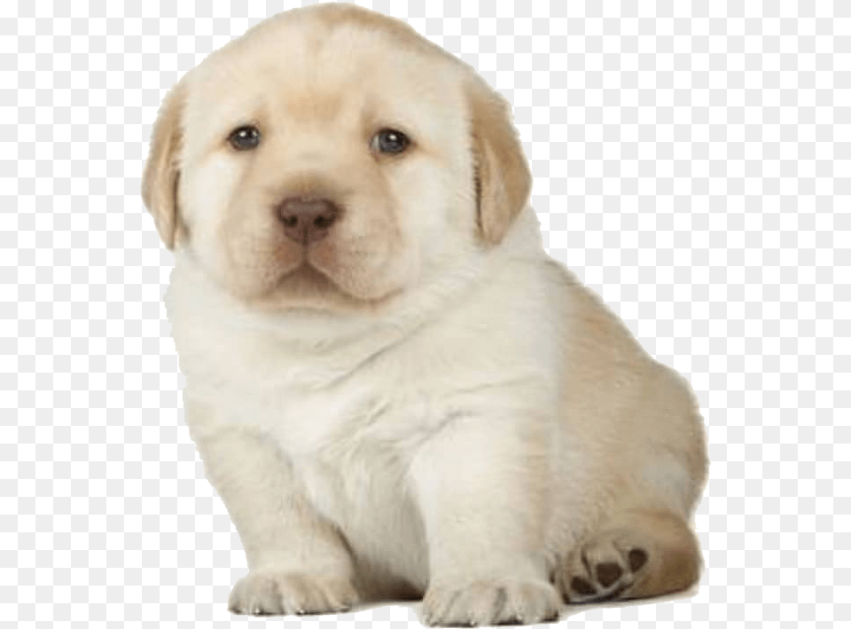Golden Retriever Puppy Stages, Animal, Canine, Dog, Mammal Free Transparent Png