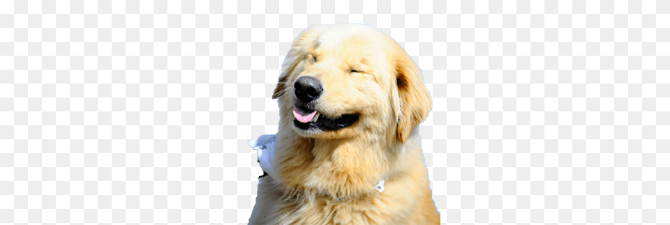 Golden Retriever Rescue Resource Golde Golden Retriever Funny, Animal, Canine, Dog, Golden Retriever Free Png Download