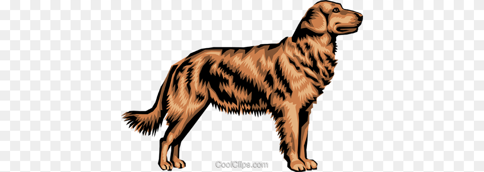 Golden Retriever Royalty Vector Clip Art Illustration, Animal, Canine, Dog, Golden Retriever Free Png Download