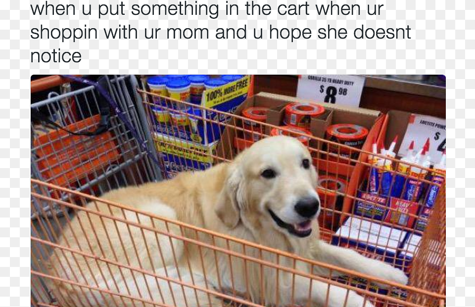 Golden Retriever Shopping Meme, Animal, Canine, Dog, Mammal Free Png Download