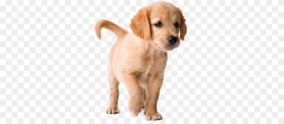 Golden Retriever Short Hair Puppies, Animal, Canine, Dog, Golden Retriever Png Image