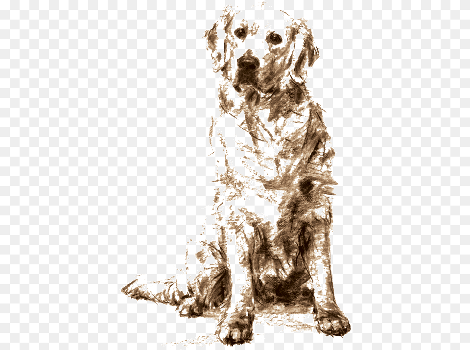 Golden Retriever Sitting Drawing Dogs Golden Retriever Sketches, Adult, Wedding, Person, Woman Free Png Download
