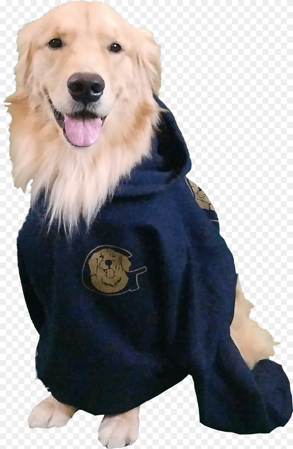 Golden Retriever Sweatshirt Golden Retriever, Animal, Canine, Dog, Golden Retriever Png Image