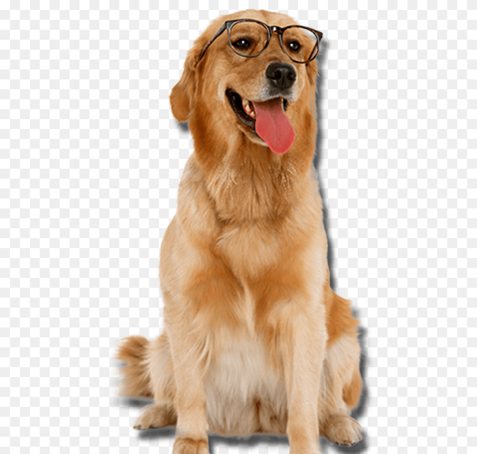 Golden Retriever Transparent, Animal, Canine, Dog, Golden Retriever Free Png Download