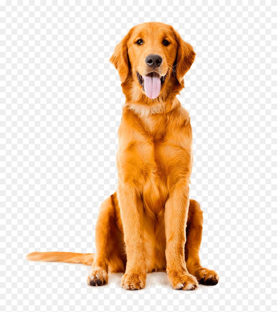 Golden Retriever Transparent Free Download, Animal, Canine, Dog, Golden Retriever Png Image