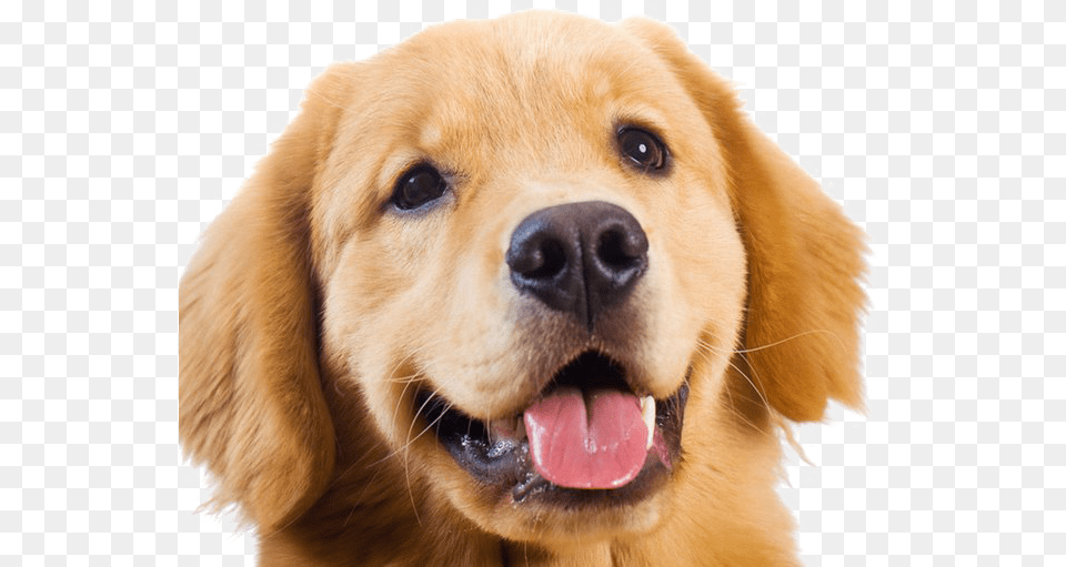 Golden Retriever Transparent Images Golden Retriever, Animal, Canine, Dog, Golden Retriever Free Png