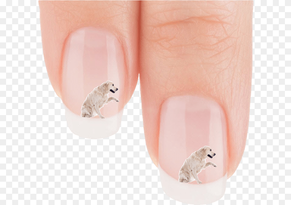 Golden Retriever Wanna Shake Nail Art Decals Patch Nail Polish, Body Part, Hand, Person, Manicure Png