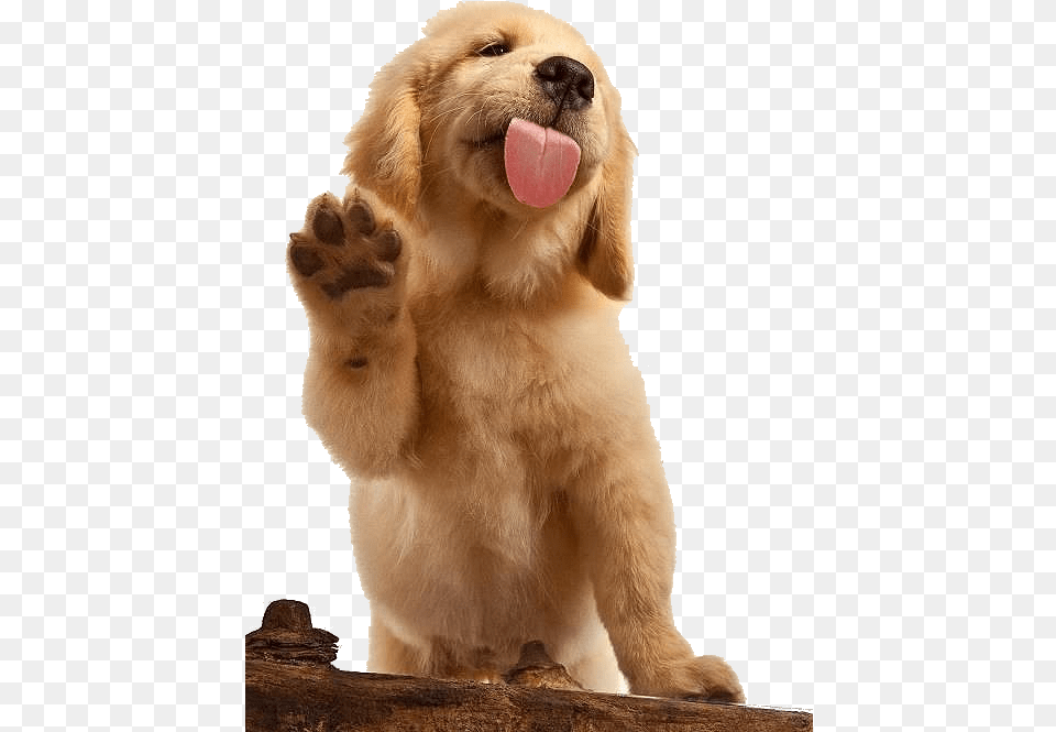 Golden Retriever Waving, Animal, Canine, Dog, Mammal Png Image