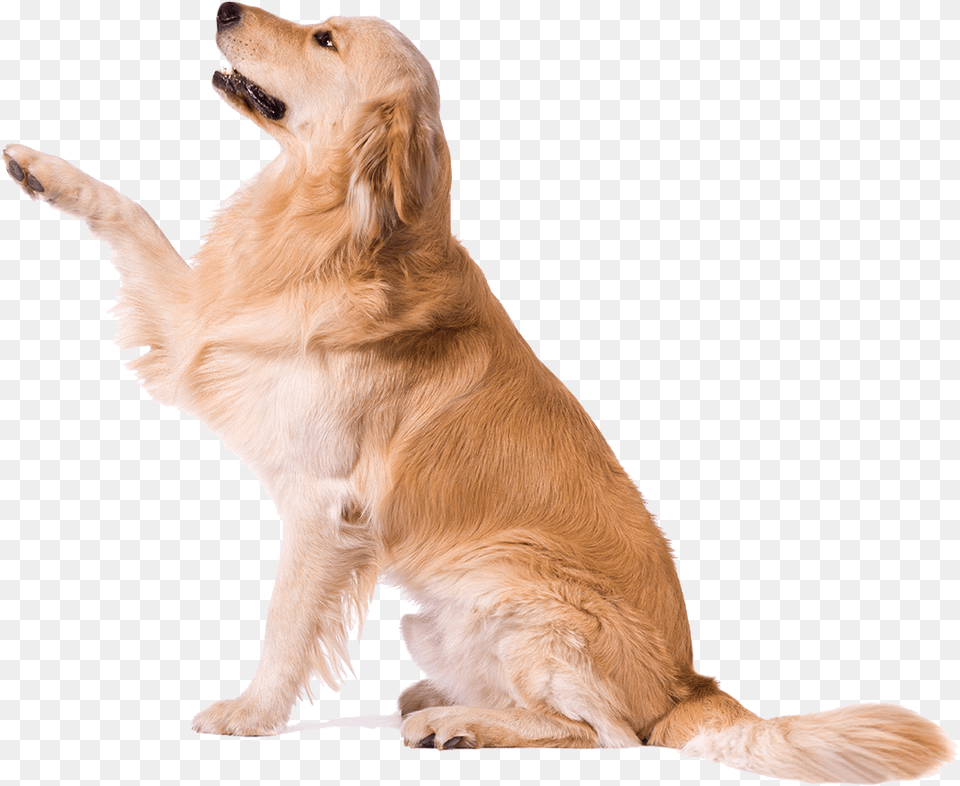 Golden Retriever White Paws Golden Retriever Paw, Animal, Canine, Dog, Golden Retriever Free Png
