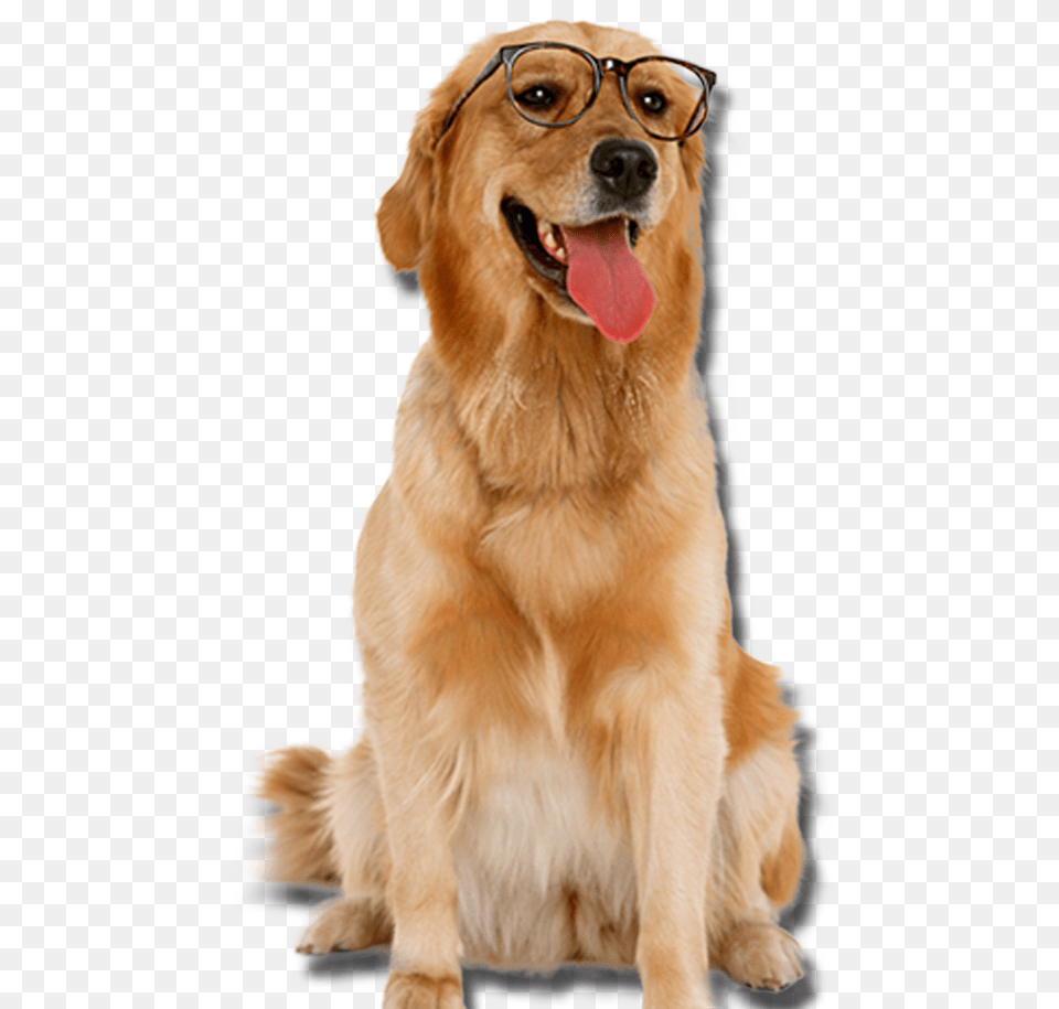 Golden Retriever With Glasses Dogs Dog With Glasses, Animal, Canine, Golden Retriever, Mammal Free Png