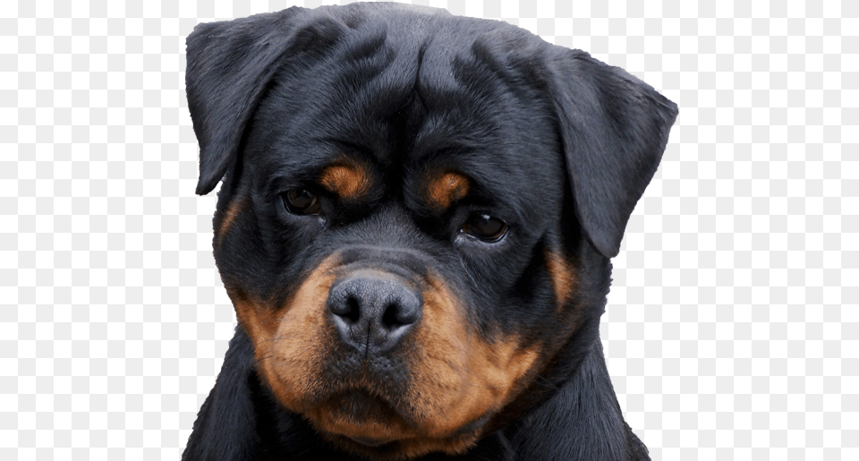 Golden Retriever With Rottweiler, Snout, Animal, Canine, Dog Png Image