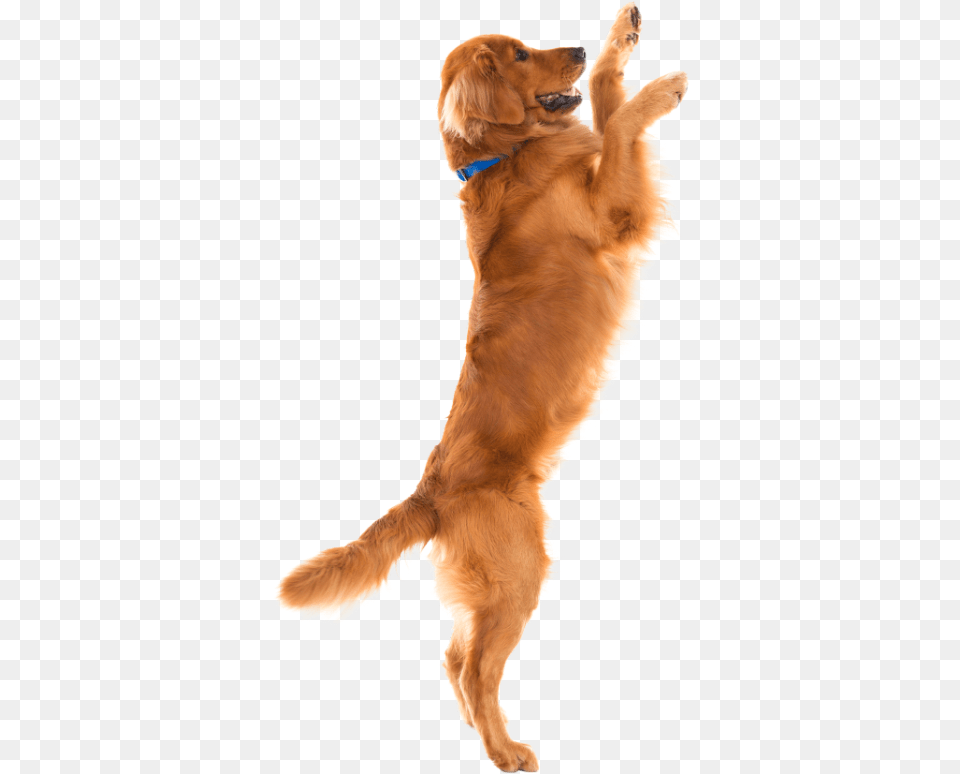 Golden Retrievers Jumping Up, Animal, Canine, Dog, Golden Retriever Png Image