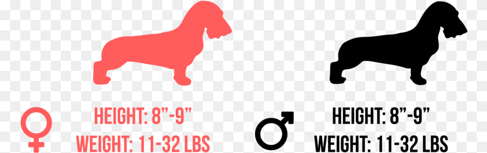 Golden Retrievers Size And Height, Animal, Horse, Mammal Free Png Download