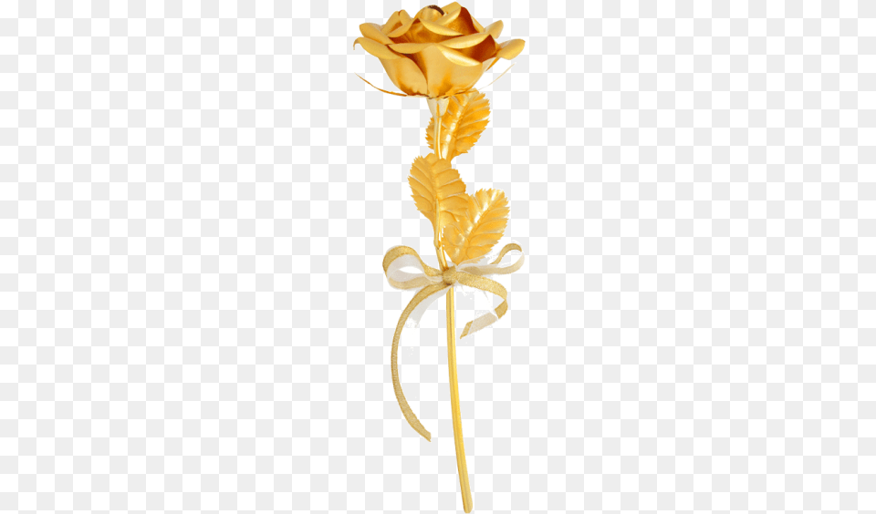 Golden Rose Gold Rose, Flower, Plant, Accessories, Petal Png