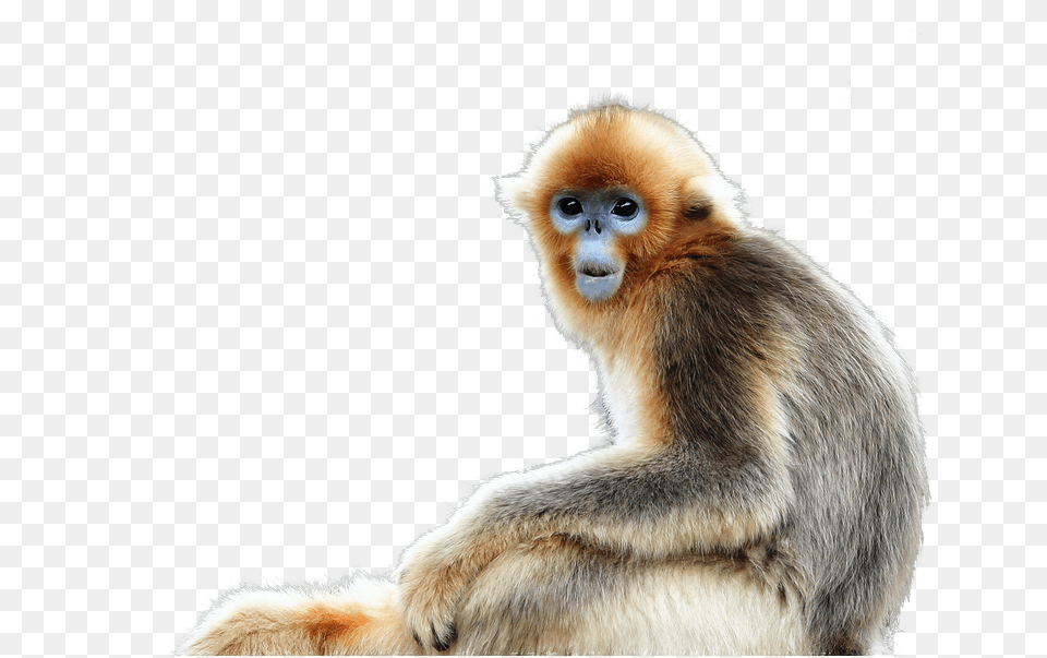 Golden Snub Nosed Monkey, Animal, Mammal, Wildlife Free Transparent Png