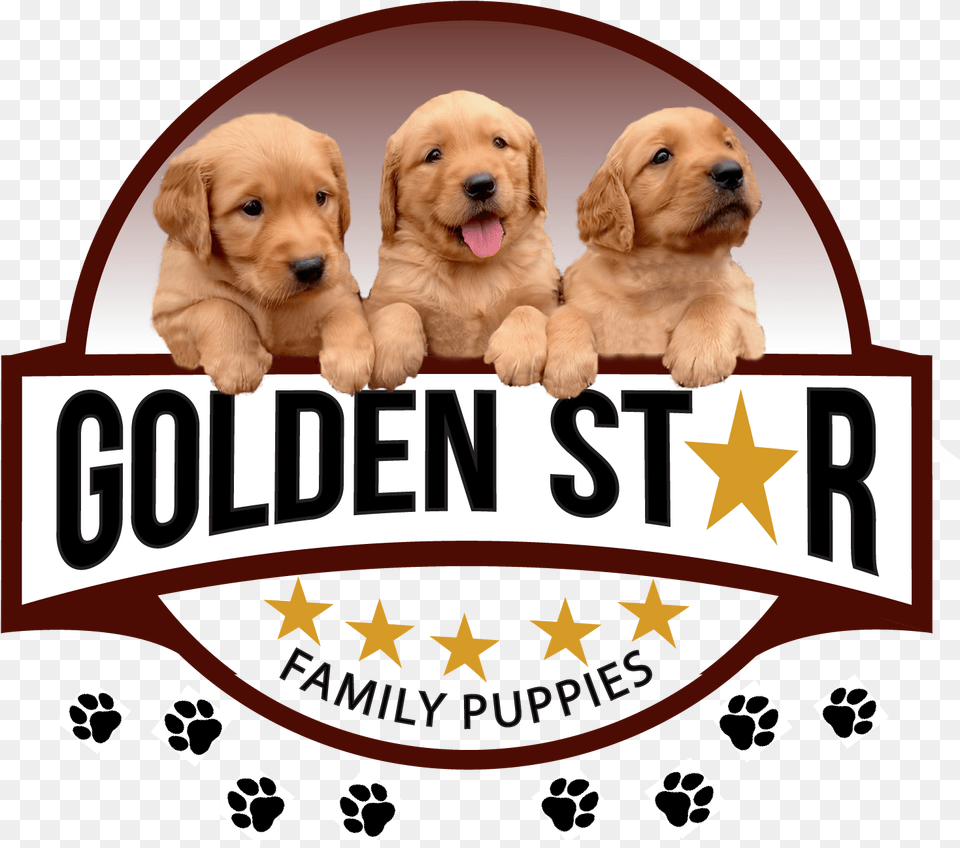 Golden Star Family Puppies North Carolina Sierra De Cebollera Natural Park, Animal, Canine, Dog, Mammal Free Png Download