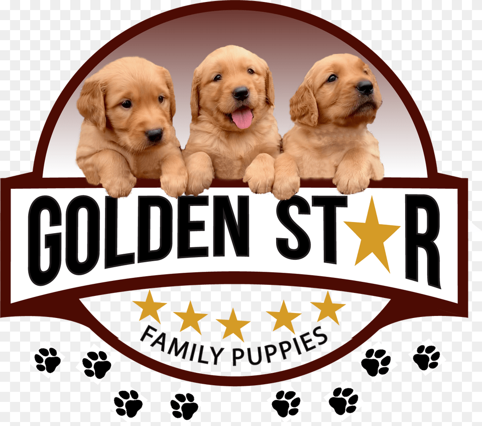 Golden Star Logo Golden Retriever, Animal, Canine, Dog, Mammal Free Png Download