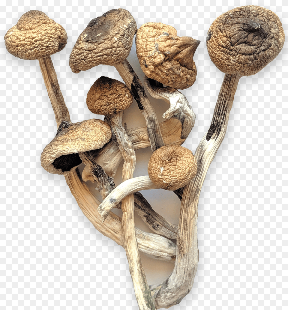 Golden Teachers Mushrooms, Fungus, Plant, Agaric, Amanita Png