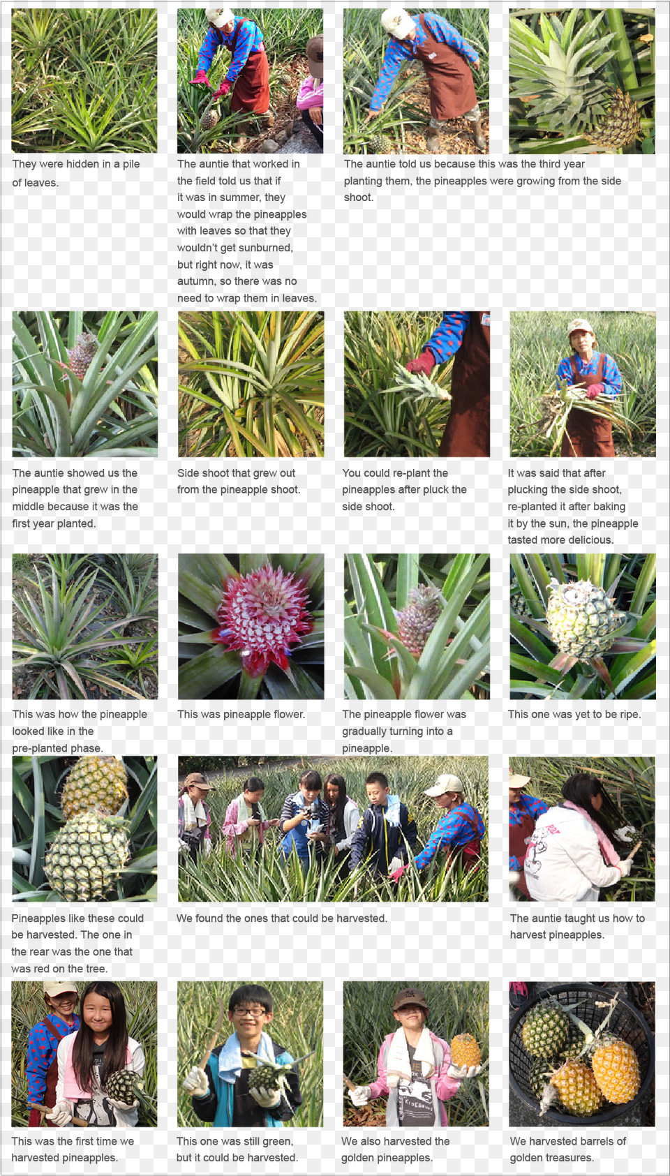 Golden Treasure Growth Diary, Produce, Plant, Pineapple, Food Free Transparent Png