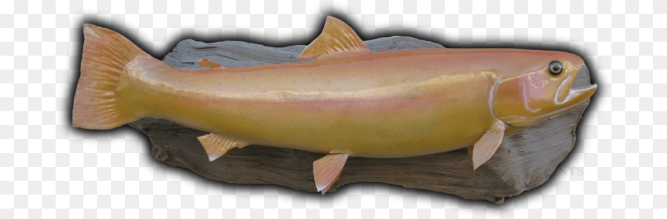 Golden Trout Fish Mounts U0026 Replicas By Coast Tocoast Fish Pacific Salmons And Trouts, Animal, Sea Life Free Png Download