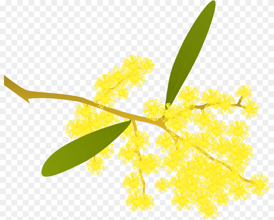 Golden Wattle Acacia Pycnantha Golden Wattle Clipart, Flower, Leaf, Plant, Mimosa Free Png Download