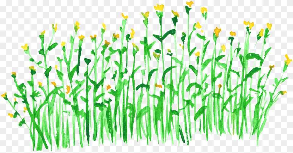 Golden Wheat Transparent Decorative, Grass, Plant, Green, Vegetation Png