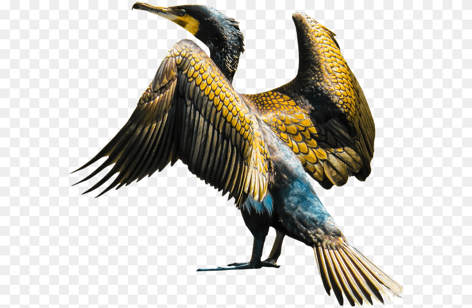 Golden Wings Cormoran, Animal, Bird, Cormorant, Waterfowl Free Transparent Png